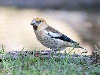 Coccothraustes coccothraustes 176, Appelvink, Saxifraga-Luuk Vermeer