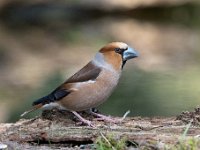 Coccothraustes coccothraustes 179, Appelvink, Saxifraga-Luuk Vermeer