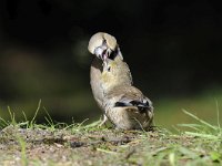 Coccothraustes coccothraustes 181, Appelvink, Saxifraga-Luuk Vermeer