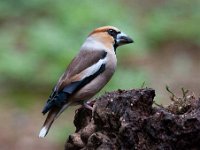 Coccothraustes coccothraustes 183, Appelvink, Saxifraga-Luuk Vermeer