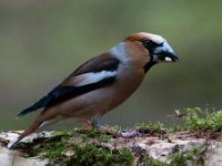 Coccothraustes coccothraustes 187, Appelvink, Saxifraga-Luuk Vermeer