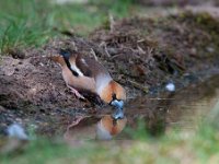 Coccothraustes coccothraustes 197, Appelvink, Saxifraga-Luuk Vermeer