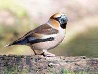 Coccothraustes coccothraustes 199, Appelvink, Saxifraga-Luuk Vermeer