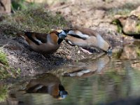 Coccothraustes coccothraustes 201, Appelvink, Saxifraga-Luuk Vermeer