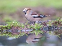 Coccothraustes coccothraustes 209, Appelvink, Saxifraga-Luuk Vermeer