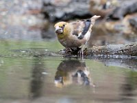 Coccothraustes coccothraustes 215, Appelvink, Saxifraga-Luuk Vermeer