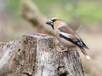 Coccothraustes coccothraustes 224, Appelvink, Saxifraga-Luuk Vermeer