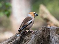 Coccothraustes coccothraustes 225, Appelvink, Saxifraga-Luuk Vermeer