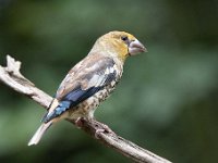 Coccothraustes coccothraustes 226, Appelvink, Saxifraga-Luuk Vermeer