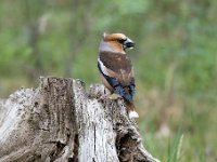 Coccothraustes coccothraustes 230, Appelvink, Saxifraga-Luuk Vermeer