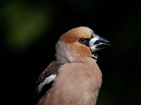 Coccothraustes coccothraustes 53, Appelvink, Saxifraga-Luuk Vermeer