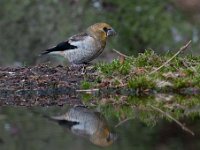 Coccothraustes coccothraustes 55, Appelvink, Saxifraga-Luuk Vermeer