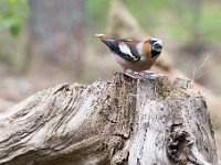 Coccothraustes coccothraustes 62, Appelvink, Saxifraga-Luuk Vermeer