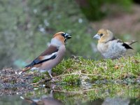 Coccothraustes coccothraustes 68, Appelvink, Saxifraga-Luuk Vermeer