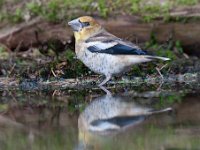 Coccothraustes coccothraustes 74, Appelvink, Saxifraga-Luuk Vermeer