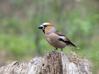 Coccothraustes coccothraustes 85, Appelvink, Saxifraga-Luuk Vermeer