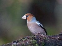 Coccothraustes coccothraustes 86, Appelvink, Saxifraga-Luuk Vermeer