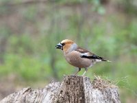 Coccothraustes coccothraustes 88, Appelvink, Saxifraga-Luuk Vermeer