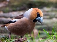 Coccothraustes coccothraustes 92, Appelvink, Saxifraga-Bart Vastenhouw