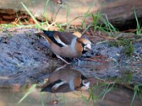 Coccothraustes coccothraustes 99, Appelvink, Saxifraga-Luuk Vermeer