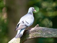 Columba oenas 28, Holenduif, Saxifraga-Luuk Vermeer