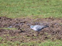 Columba oenas 36, Holenduif, Saxifraga-Tom Heijnen