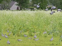 Columba palumbus 34, Houtduif, Saxifraga-Tom Heijnen