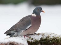 Columba palumbus 45, Houtduif, Saxifraga-Luuk Vermeer