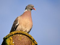 Columba palumbus 75, Houtduif, Saxifraga-Tom Heijnen