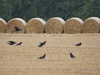 Corvus corax 43, Raaf, Saxifraga-Tom Heijnen