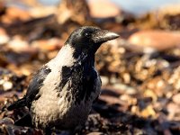 Corvus cornix 25, Bonte kraai, Saxifraga-Bart Vastenhouw