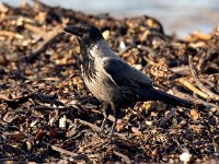 Corvus cornix 26, Bonte kraai, Saxifraga-Bart Vastenhouw