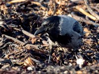 Corvus cornix 27, Bonte kraai, Saxifraga-Bart Vastenhouw