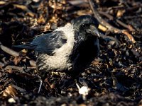 Corvus cornix 28, Bonte kraai, Saxifraga-Bart Vastenhouw