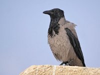 Corvus cornix 36, Bonte kraai, Saxifraga-Tom Heijnen