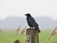 Corvus corone 32, Zwarte kraai, Saxifraga-Luuk Vermeer