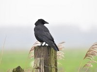 Corvus corone 33, Zwarte kraai, Saxifraga-Luuk Vermeer