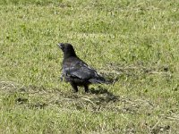 Corvus corone 46, Zwarte kraai, Saxifraga-Willem van Kruijsbergen