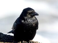 Corvus corone 48, Zwarte kraai, Saxifraga-Bart Vastenhouw