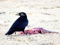 Corvus corone 50, Zwarte kraai, Saxifraga-Bart Vastenhouw