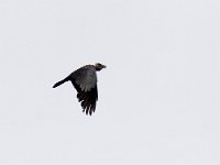 Corvus dauricus, Daurian Jackdaw