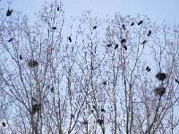 Corvus frugilegus 29, Roek, Saxifraga-Tom Heijnen