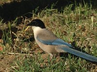 Cyanopica cooki, Azure-winged Magpie