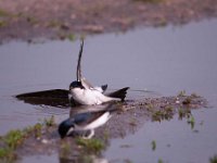 Delichon urbica 26, Huiszwaluw, Saxifraga-Luuk Vermeer