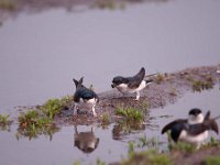 Delichon urbica 29, Huiszwaluw, Saxifraga-Luuk Vermeer