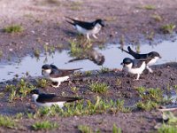 Delichon urbica 40, Huiszwaluw, Saxifraga-Luuk Vermeer