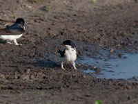 Delichon urbica 47, Huiszwaluw, Saxifraga-Luuk Vermeer