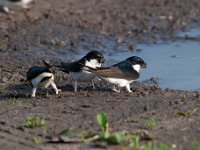 Delichon urbica 49, Huiszwaluw, Saxifraga-Luuk Vermeer