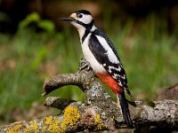 Dendrocopos major, Great Spotted Woodpecker