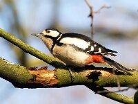 Dendrocopos major 192, Grote bonte specht, Saxifraga-Bart Vastenhouw